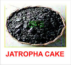 Jatropha Oil Cake